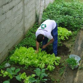 horta solidaria - ong maranata ecologia